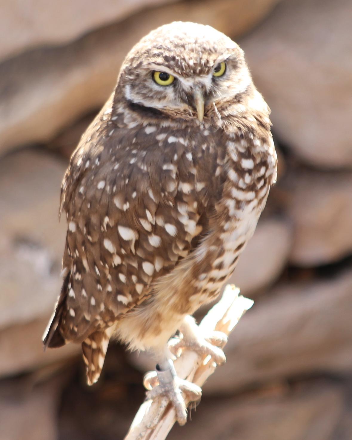 Burrowing Owl Photo by Steve Valasek