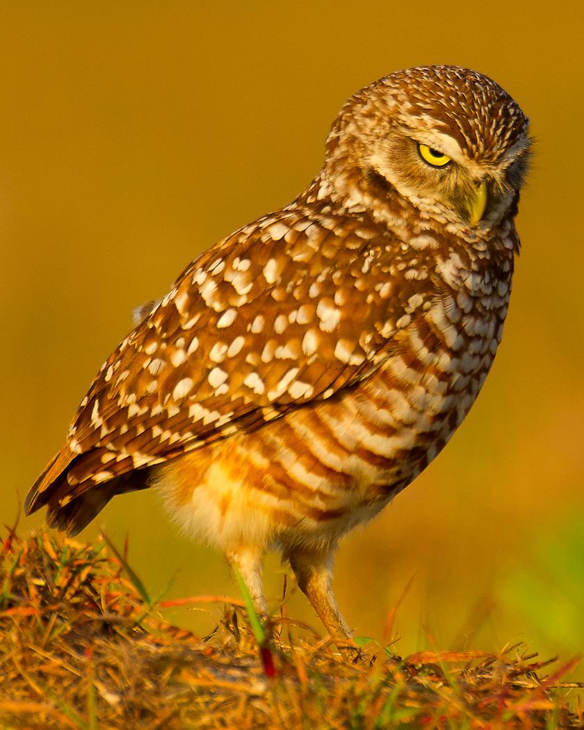 Burrowing Owl Photo by Josh Haas