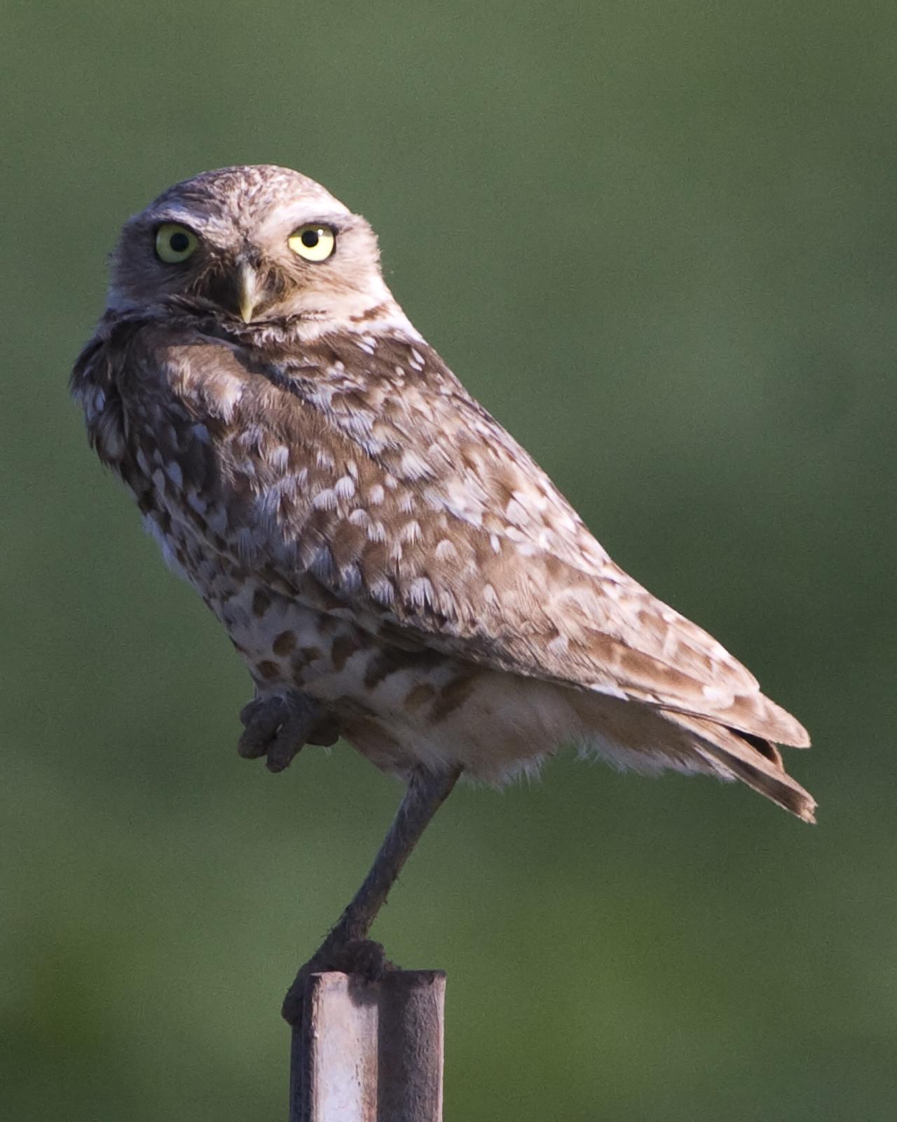 Burrowing Owl Photo by Bill Adams