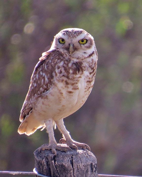 Burrowing Owl Photo by Peter Boesman
