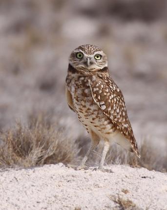 Burrowing Owl Photo by Rene Valdes