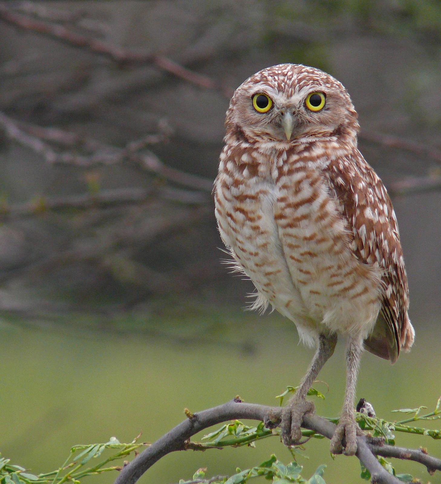 Burrowing Owl Photo by Steven Mlodinow