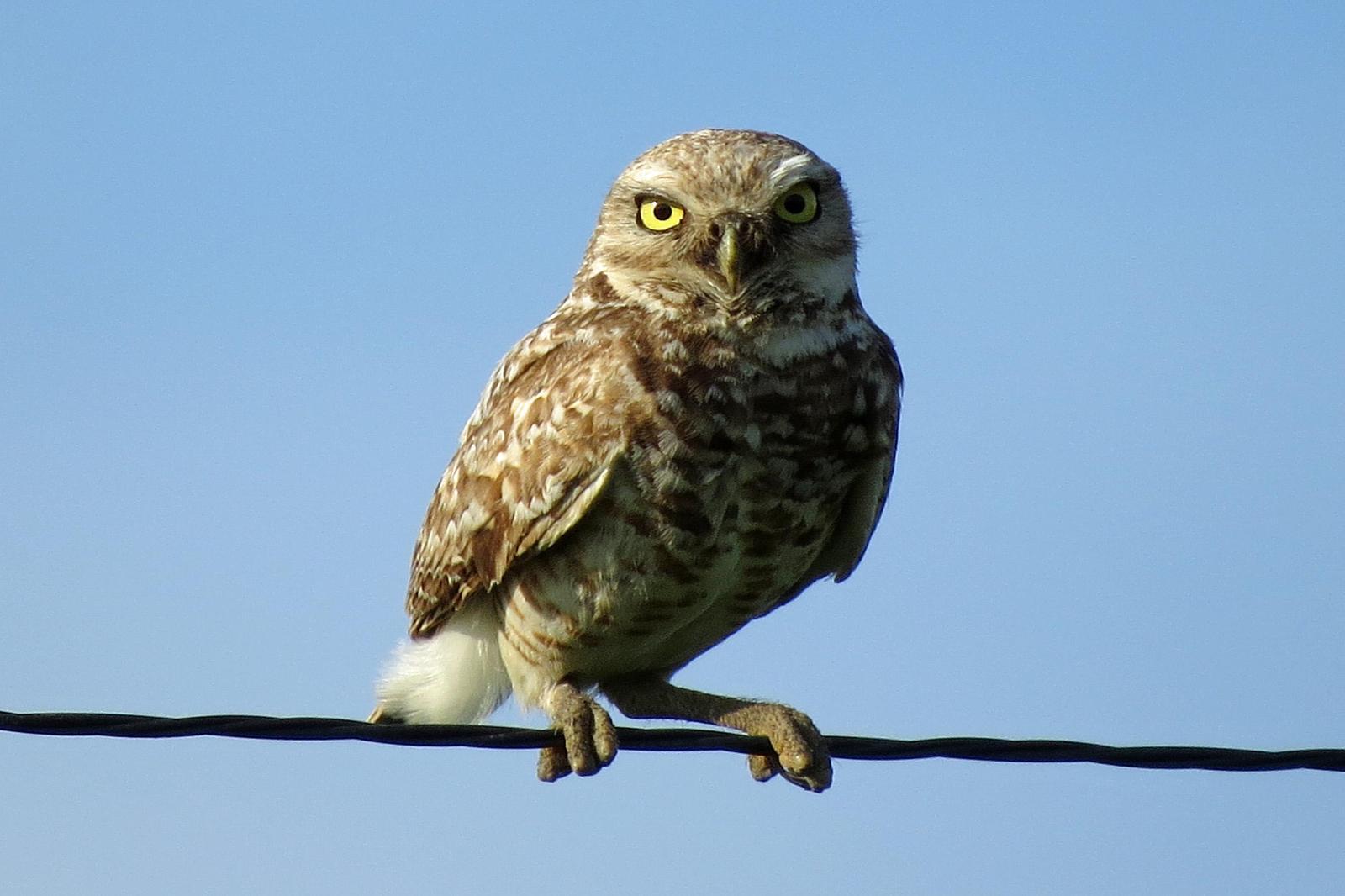 Burrowing Owl Photo by Kelly Preheim