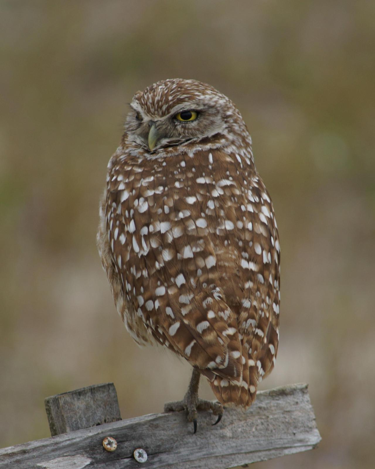 Burrowing Owl Photo by Steve Percival