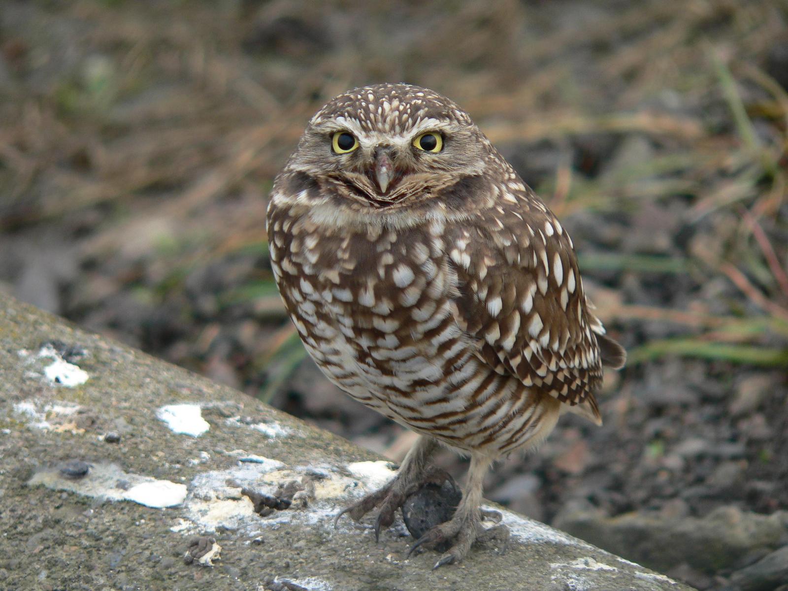 Burrowing Owl Photo by Mark Nikas