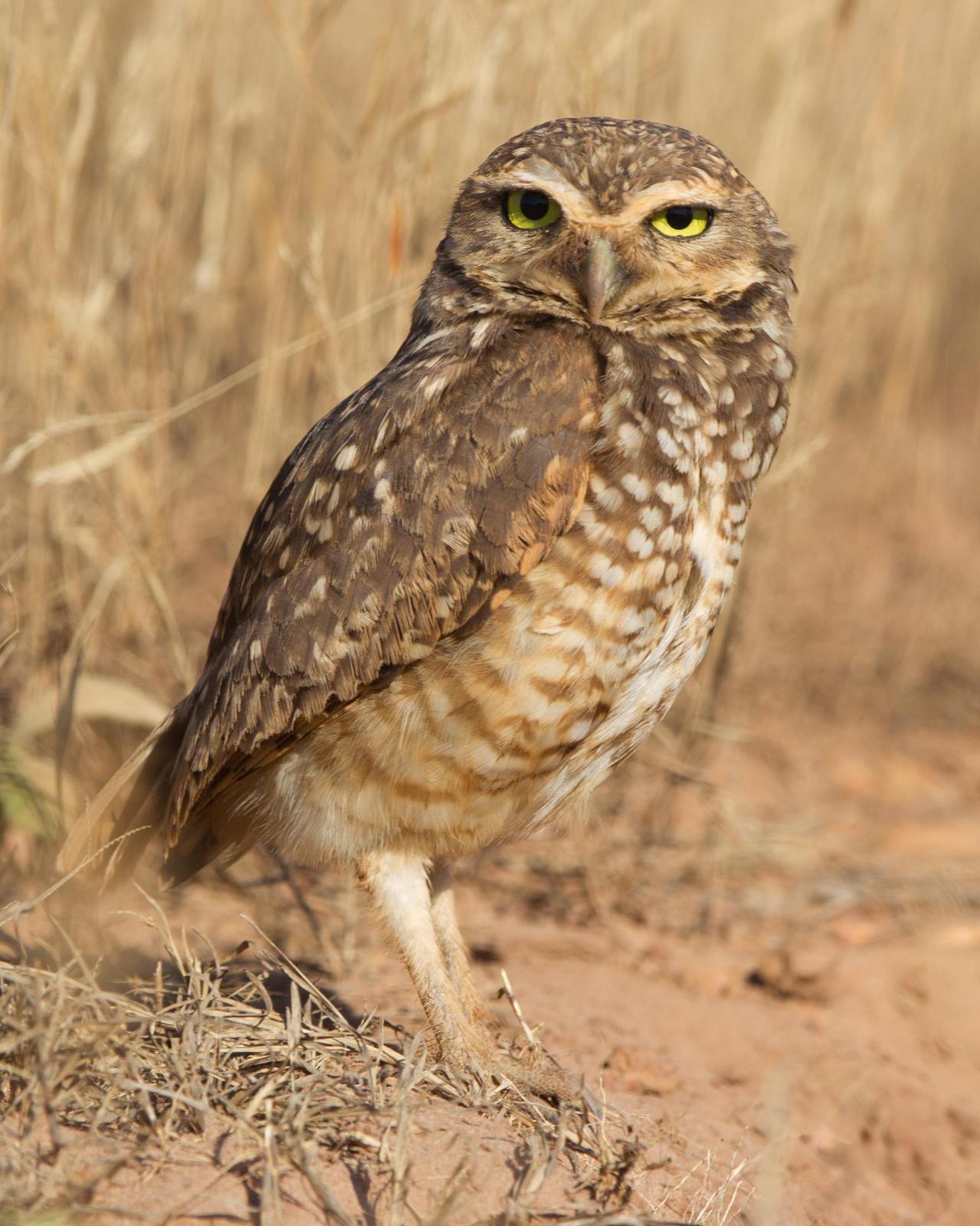 Burrowing Owl Photo by Kevin Berkoff