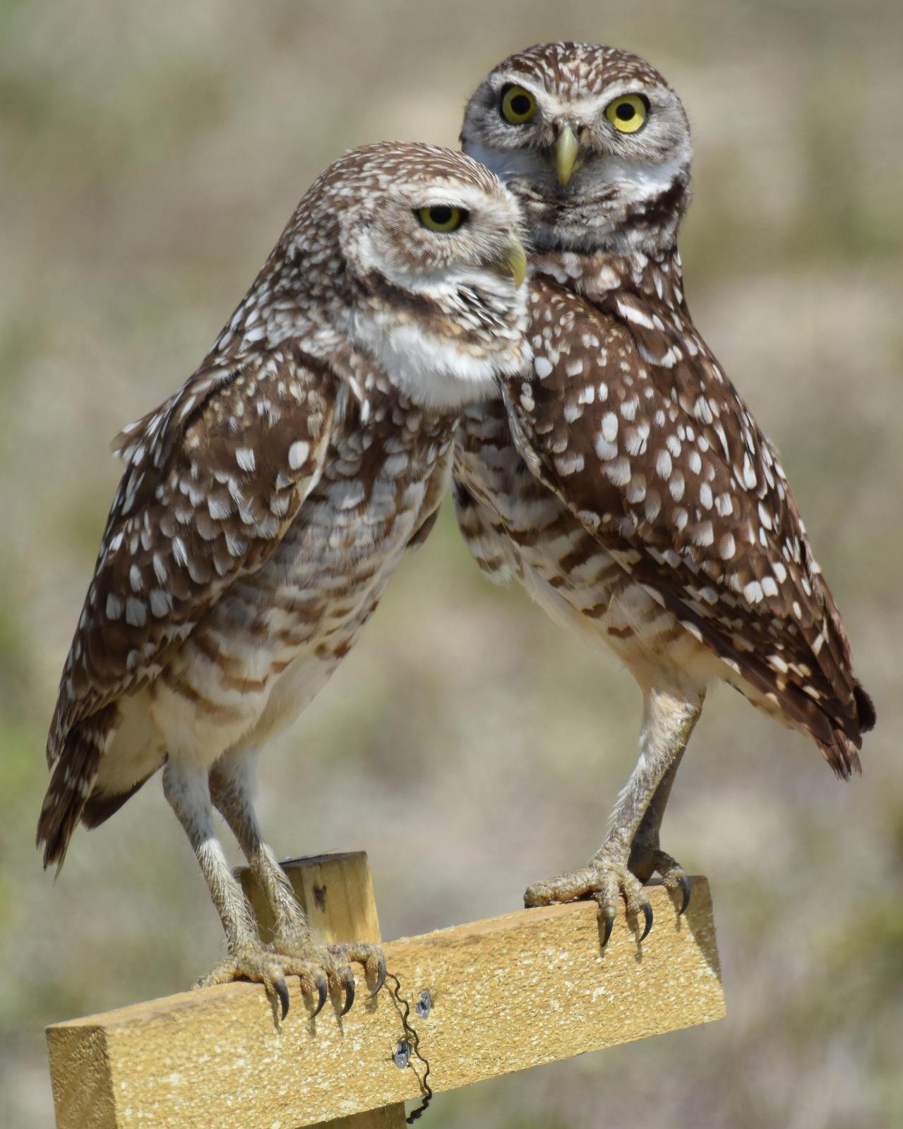 Burrowing Owl Photo by Emily Percival