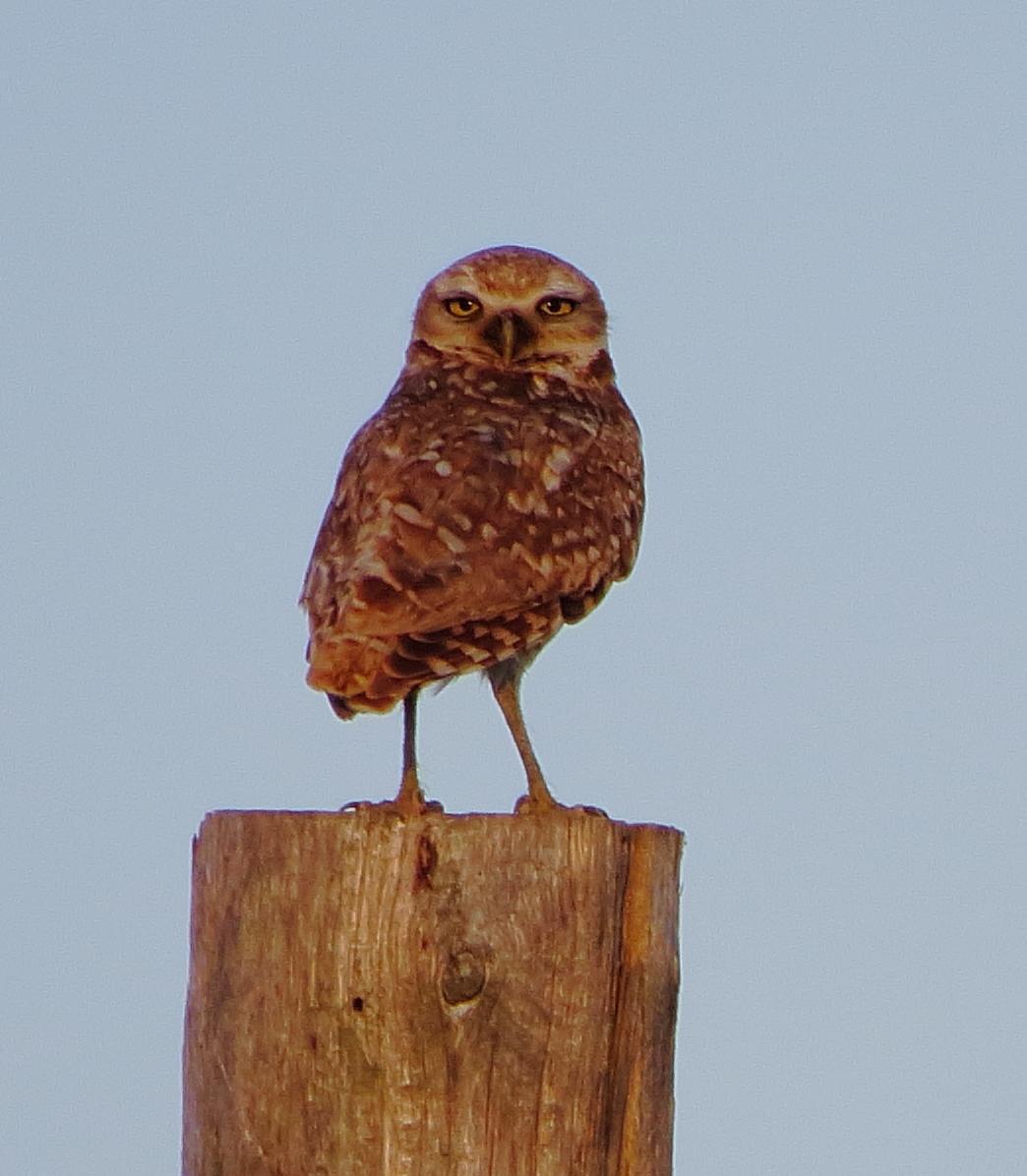 Burrowing Owl Photo by Kent Jensen