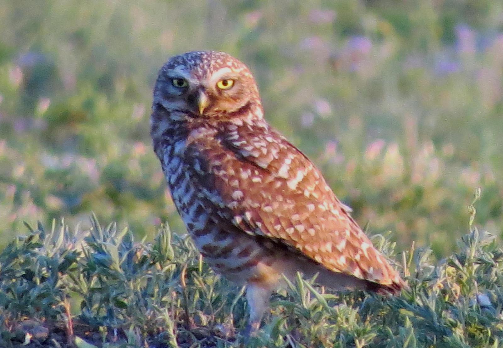 Burrowing Owl Photo by Kent Jensen
