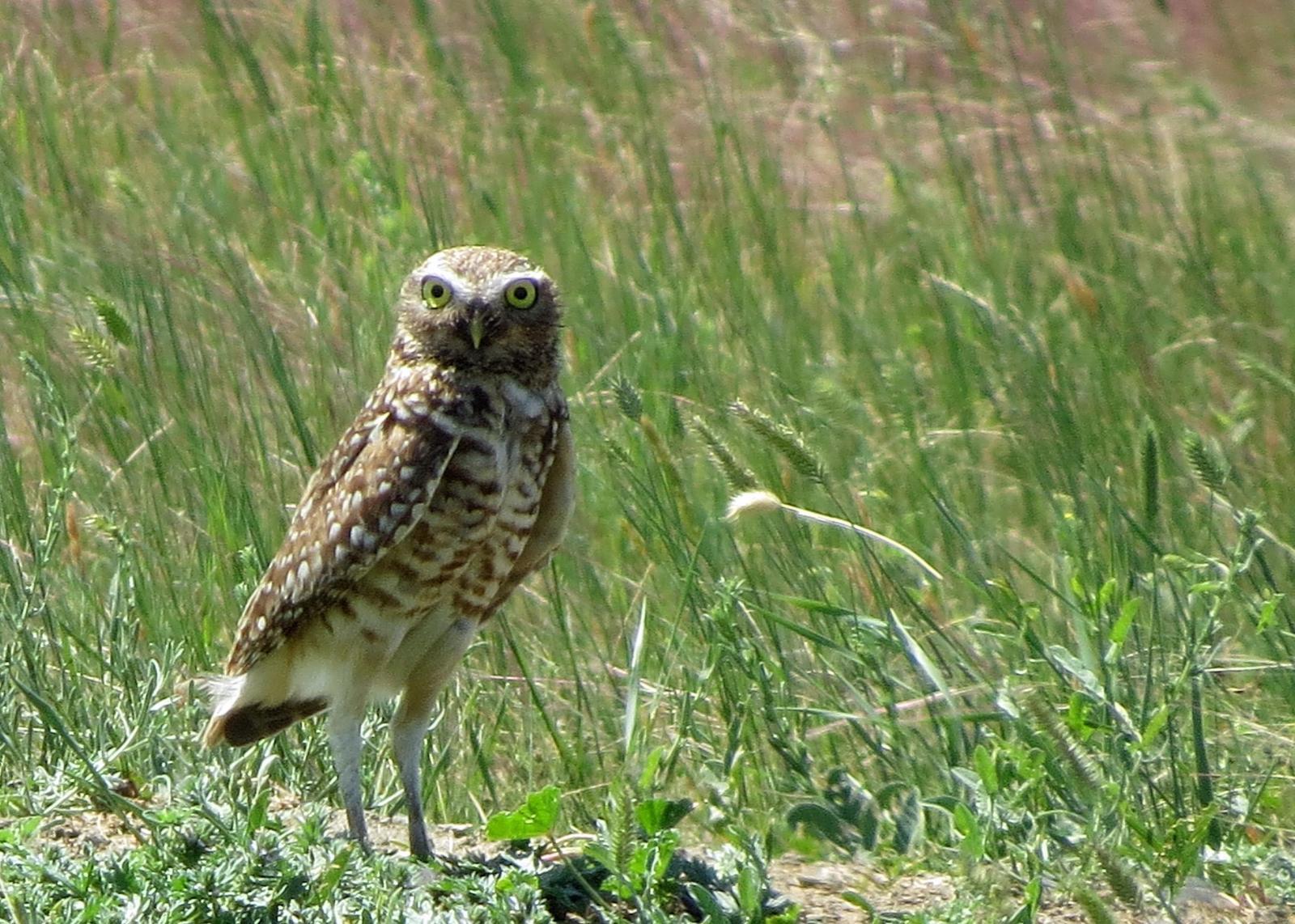 Burrowing Owl Photo by Kelly Preheim