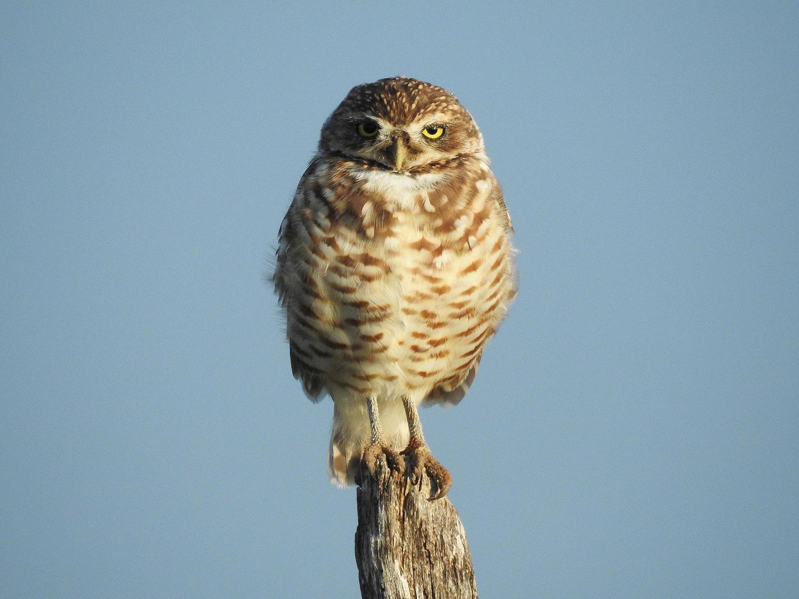 Burrowing Owl Photo by Alejandra Perez