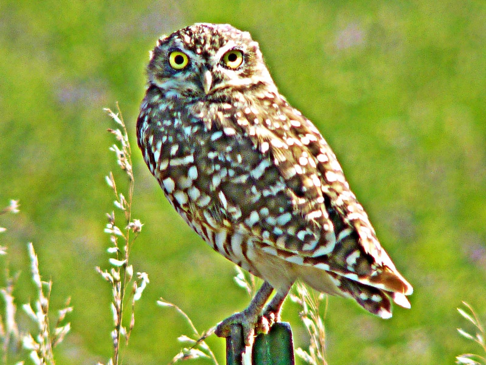 Burrowing Owl Photo by Bob Neugebauer