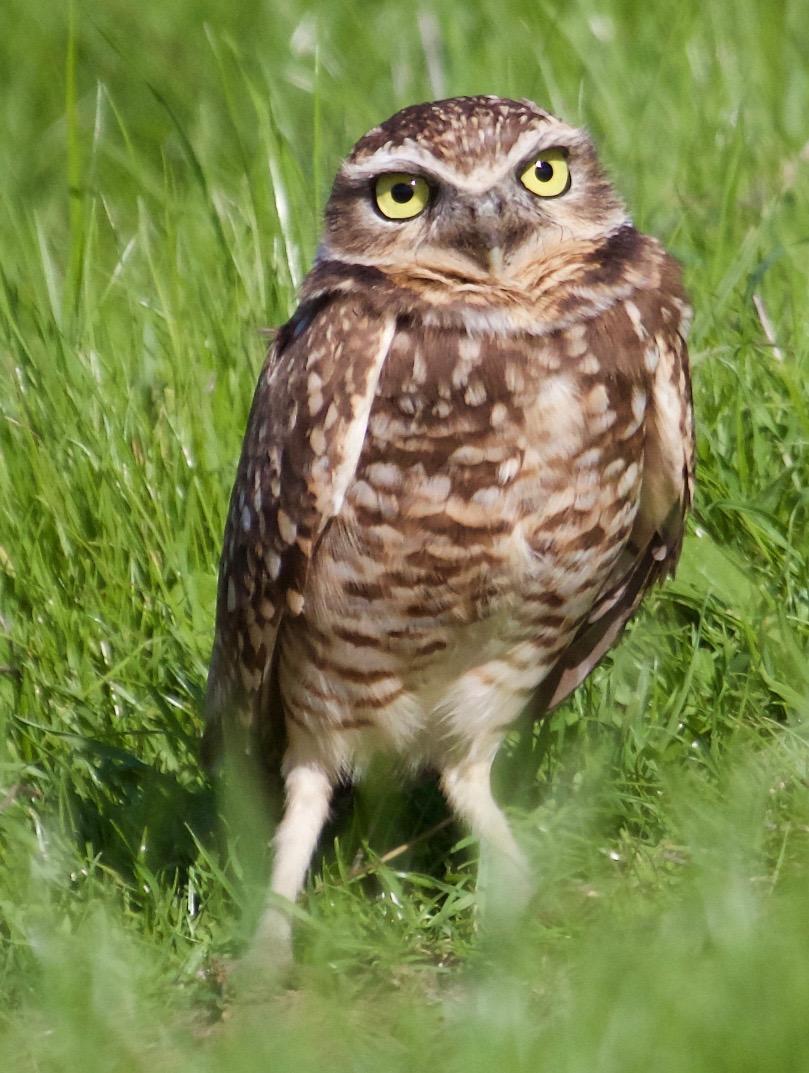 Burrowing Owl Photo by Rob O'Donnell