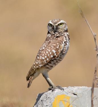 Burrowing Owl Photo by Gustavo Fernandez