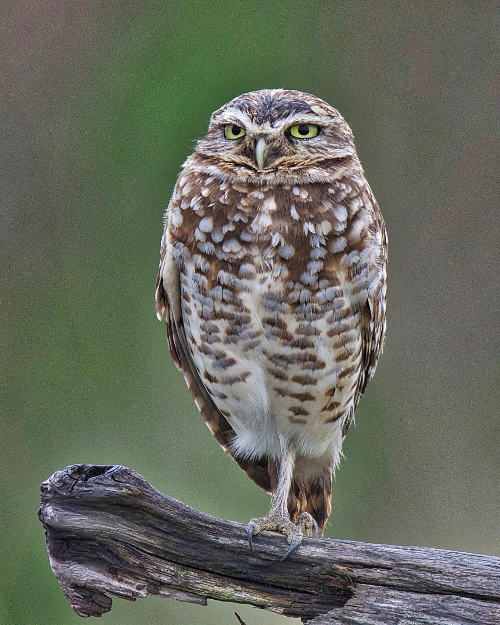 Burrowing Owl Photo by Brian Avent