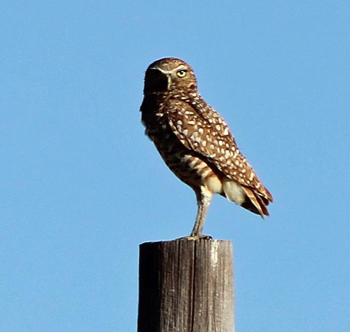 Burrowing Owl Photo by Tom Gannon