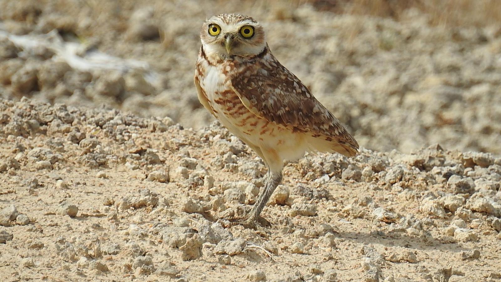 Burrowing Owl Photo by Julio Delgado