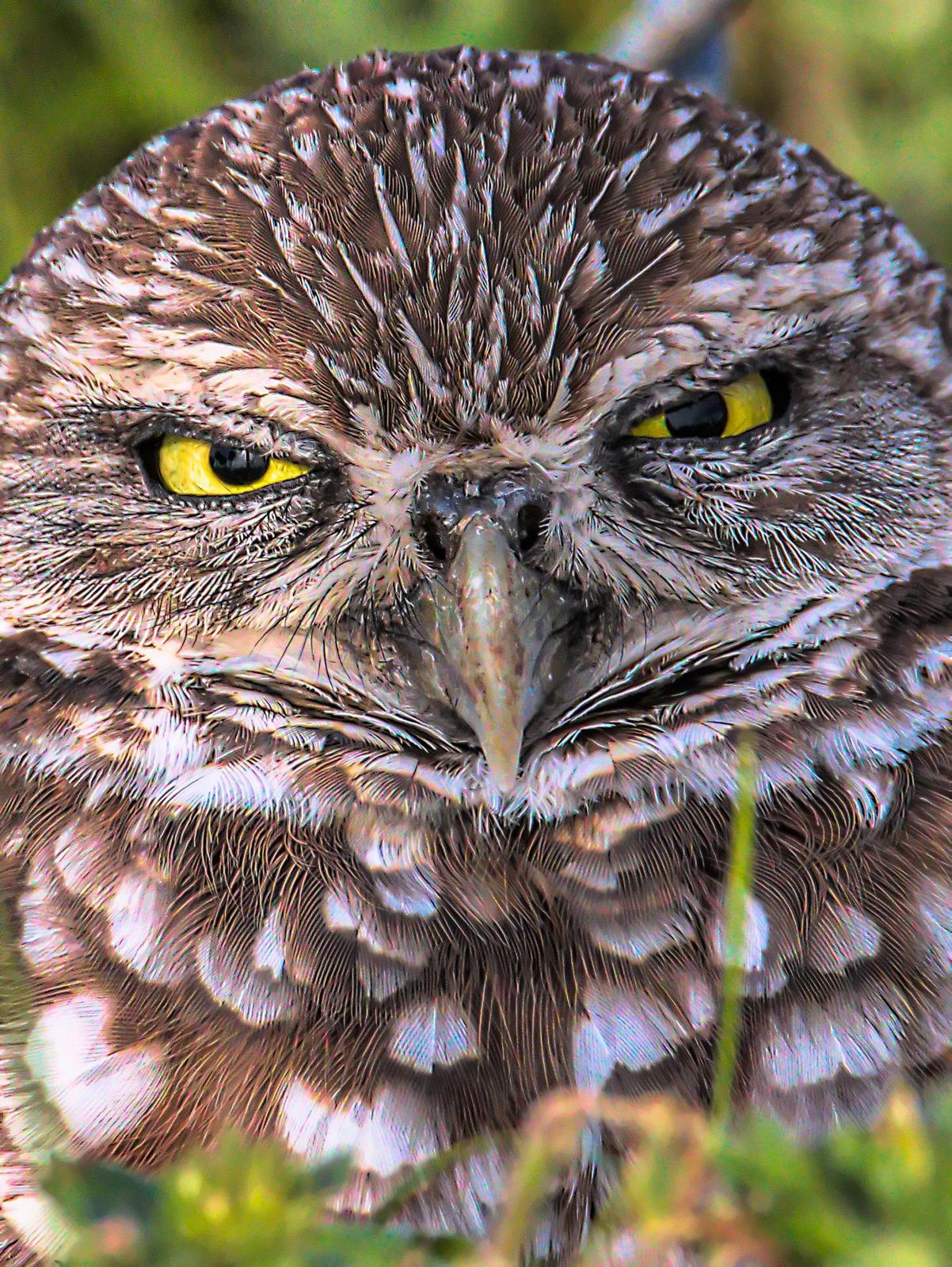 Burrowing Owl Photo by Dan Tallman