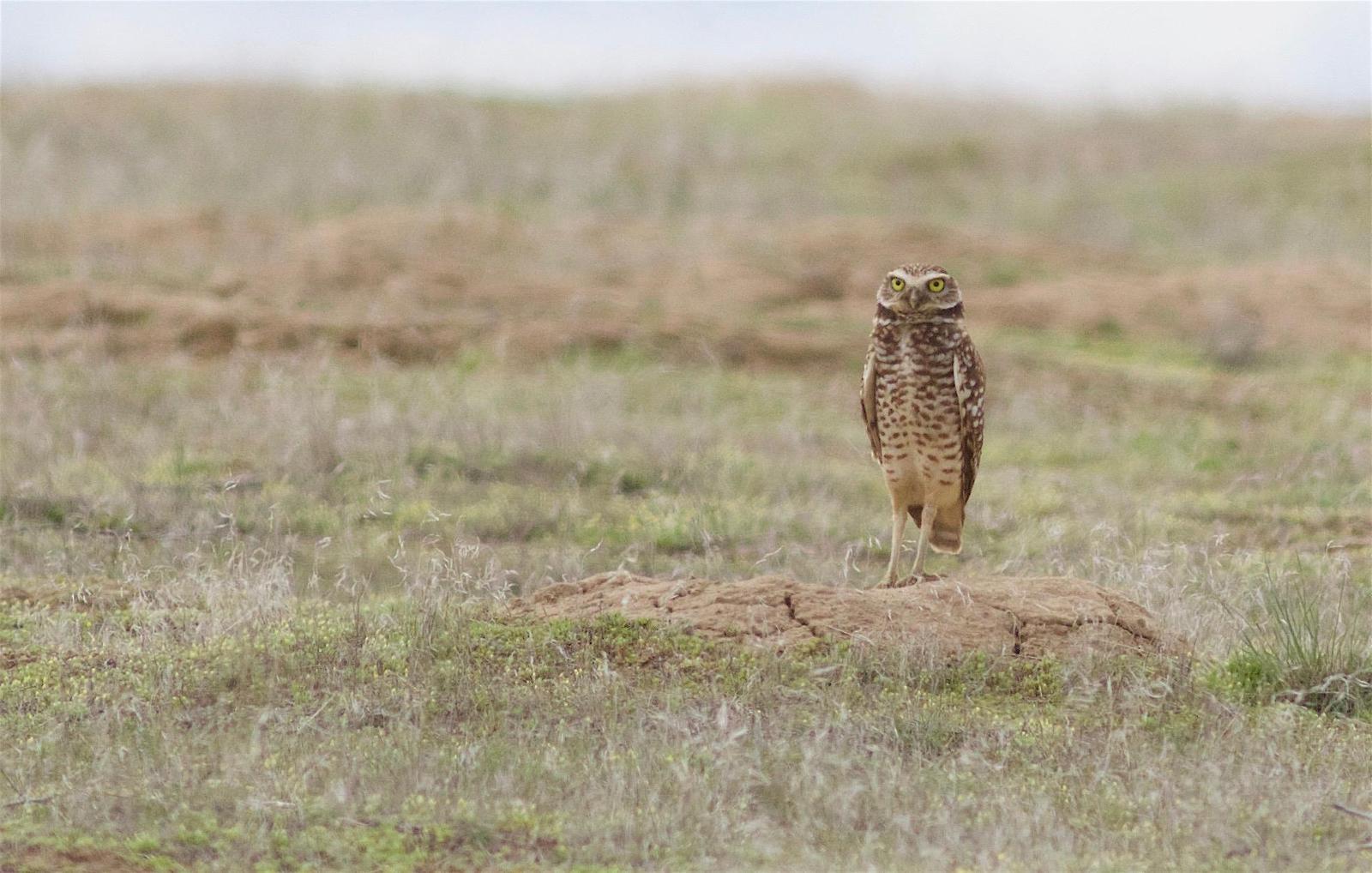 Burrowing Owl Photo by Kathryn Keith
