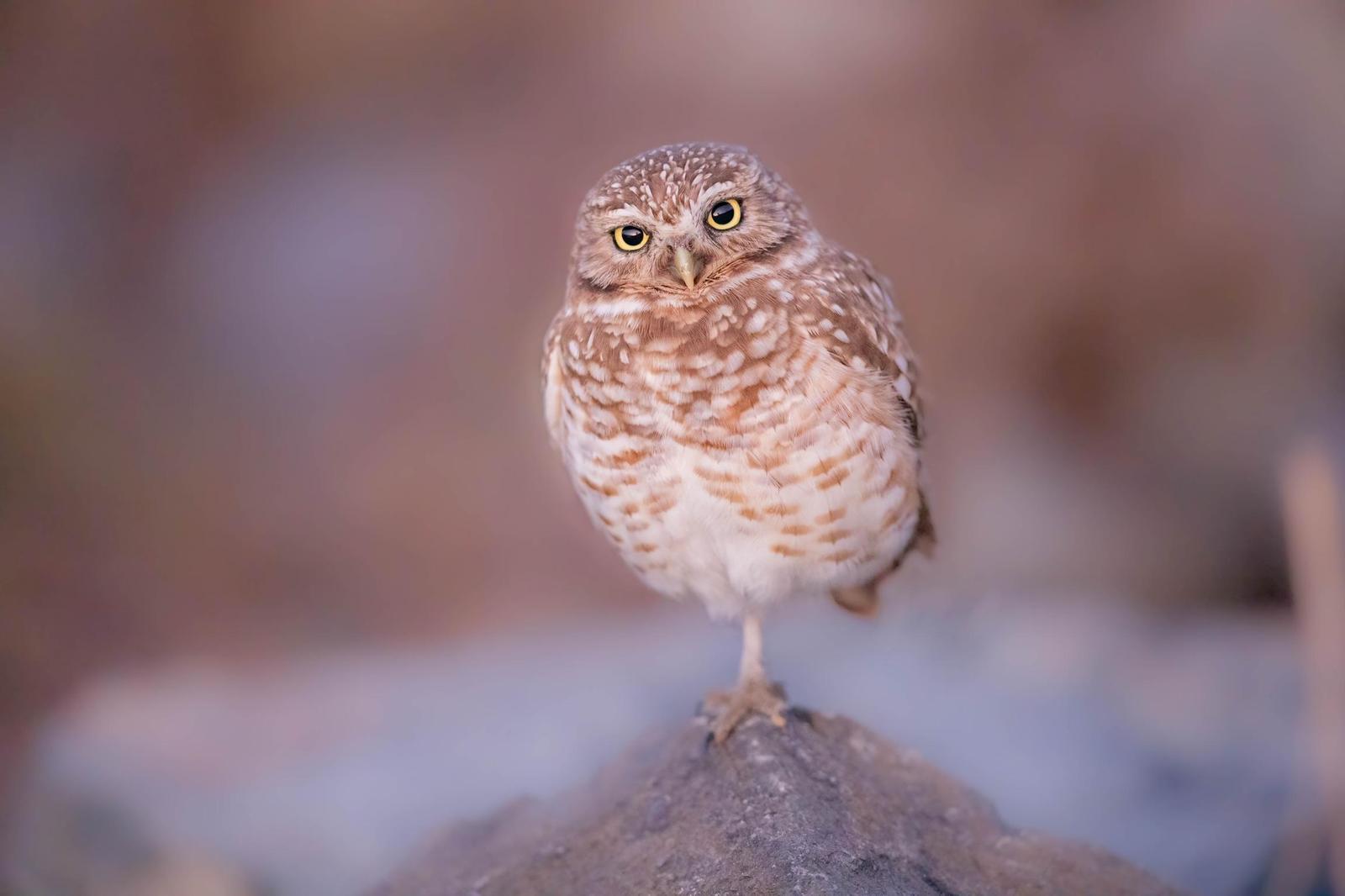 Burrowing Owl Photo by Tom Ford-Hutchinson