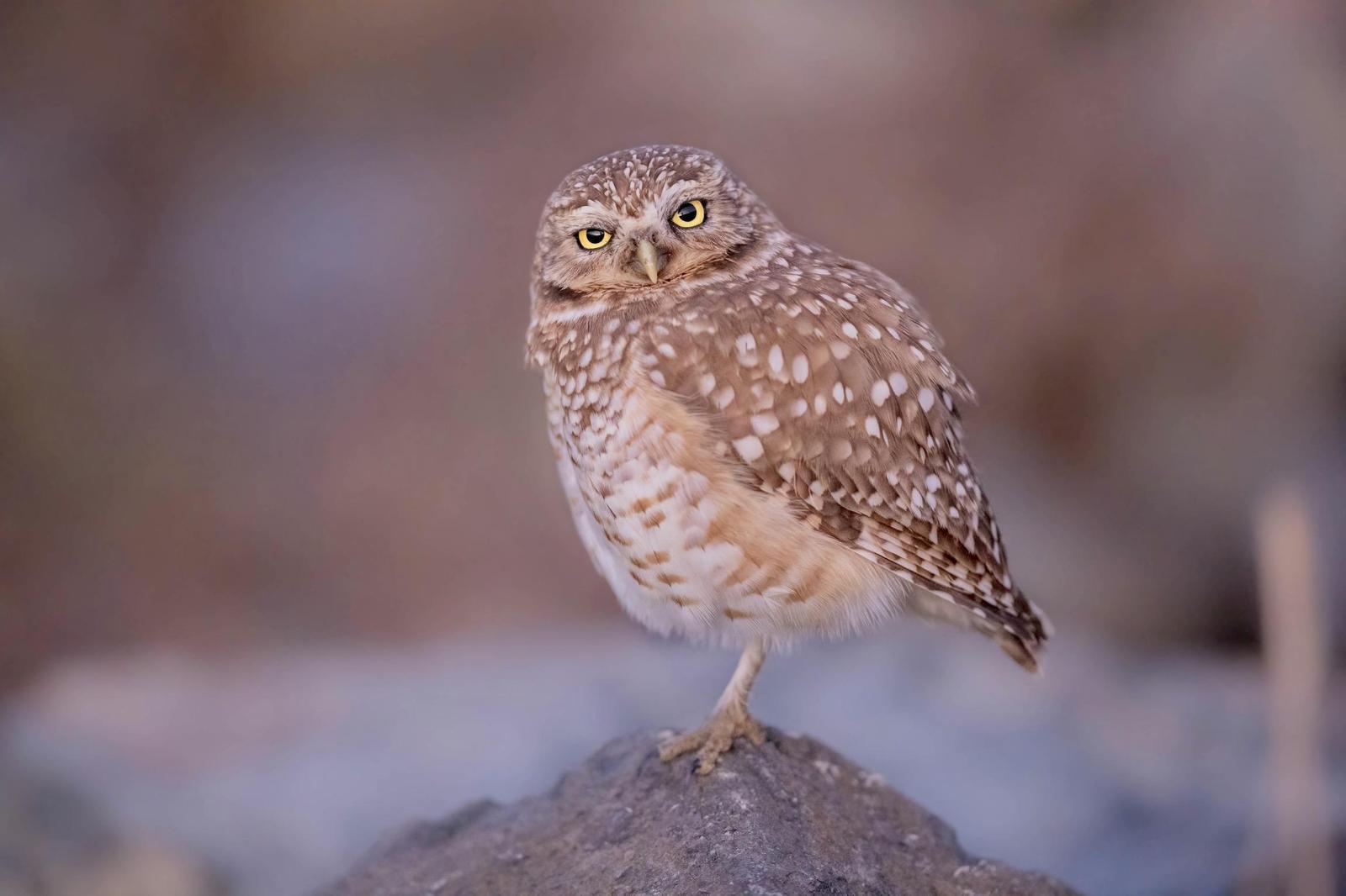 Burrowing Owl Photo by Tom Ford-Hutchinson