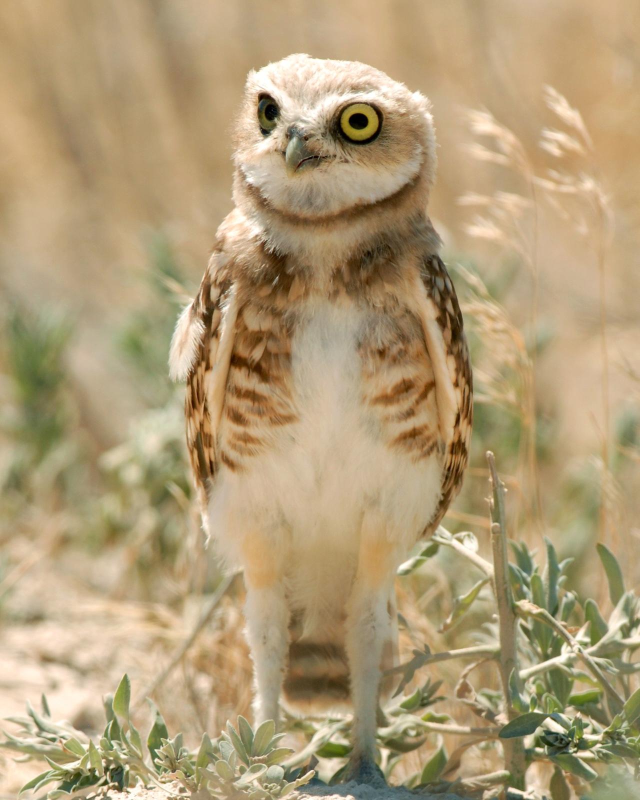 Burrowing Owl Photo by David Hollie