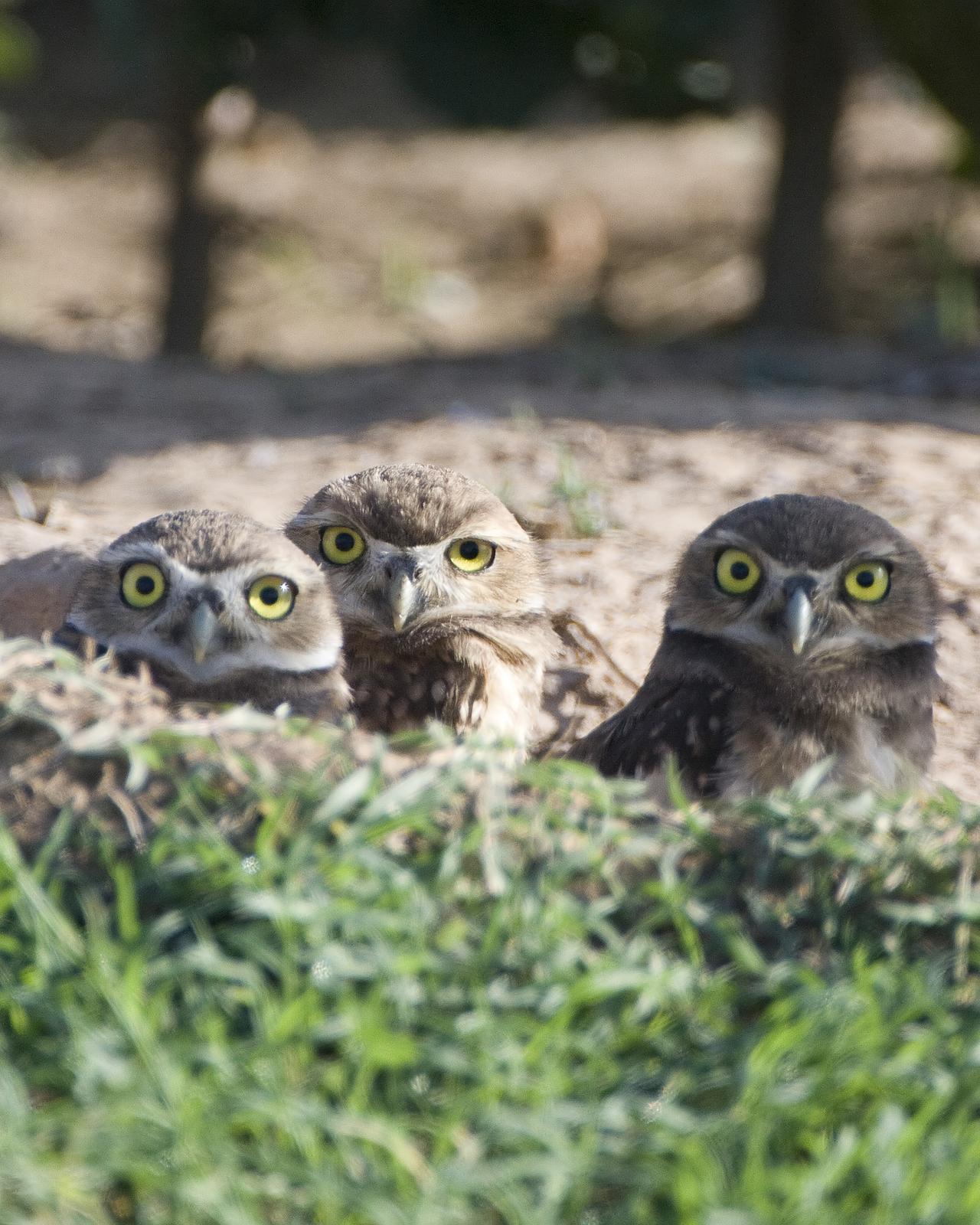 Burrowing Owl Photo by Bill Adams
