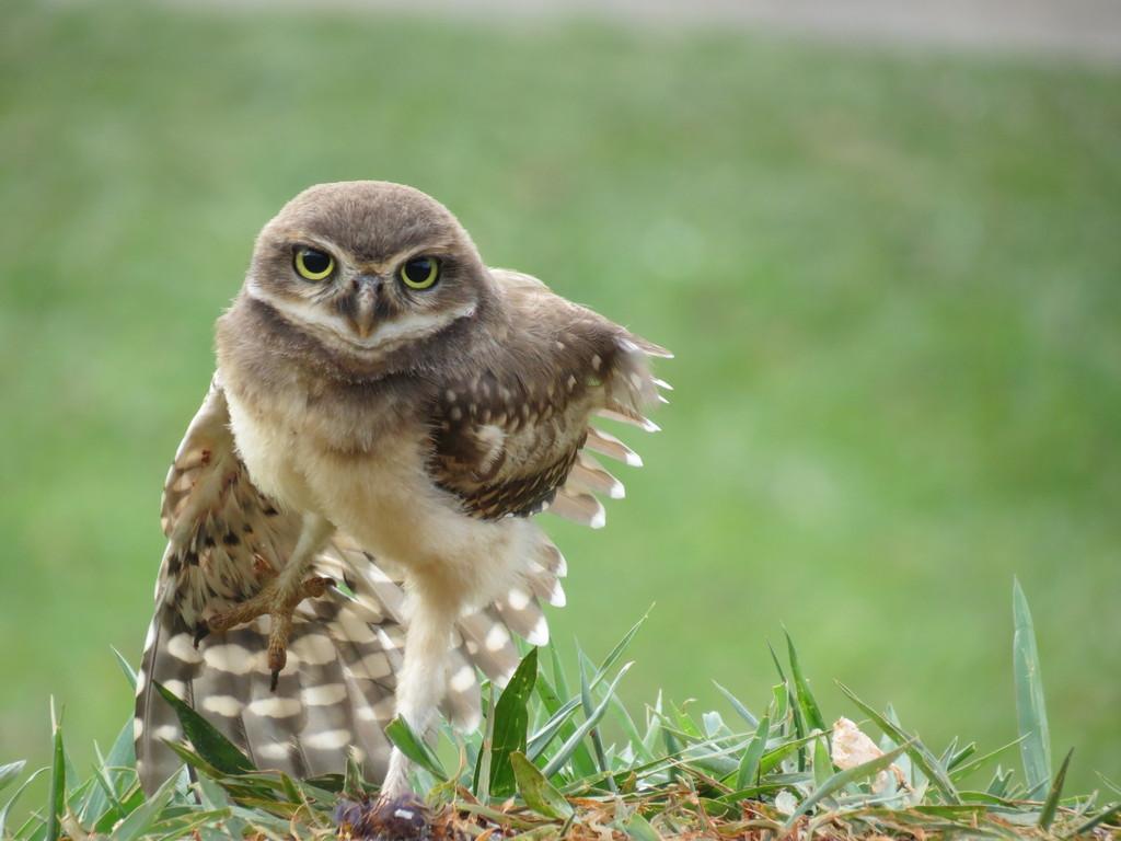 Burrowing Owl Photo by rodrigo y castro