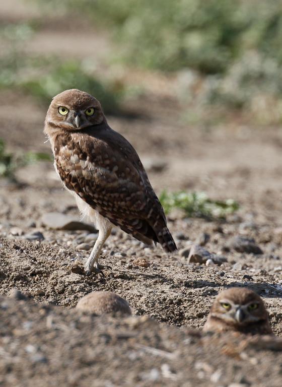 Burrowing Owl Photo by Emily Willoughby