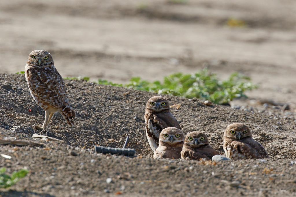 Burrowing Owl Photo by Emily Willoughby