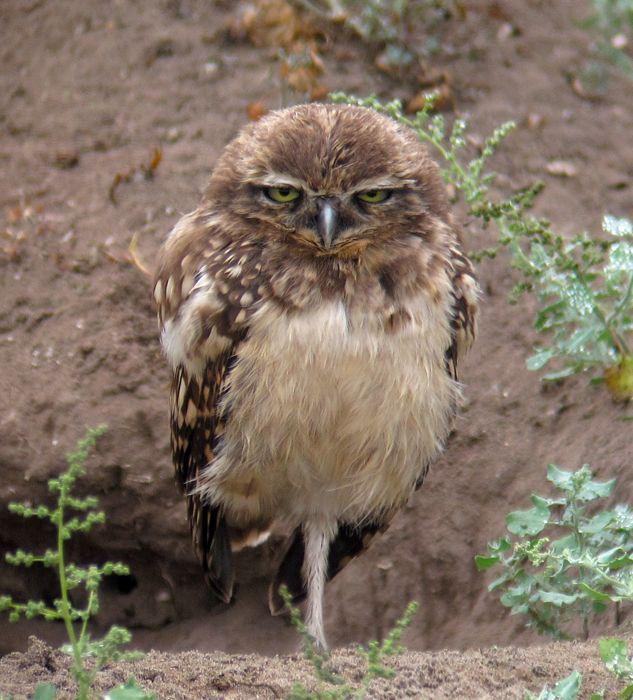 Burrowing Owl Photo by Andre  Moncrieff