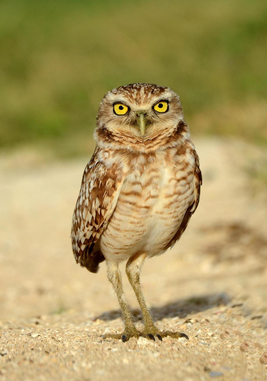 Burrowing Owl Photo by Steven Mlodinow