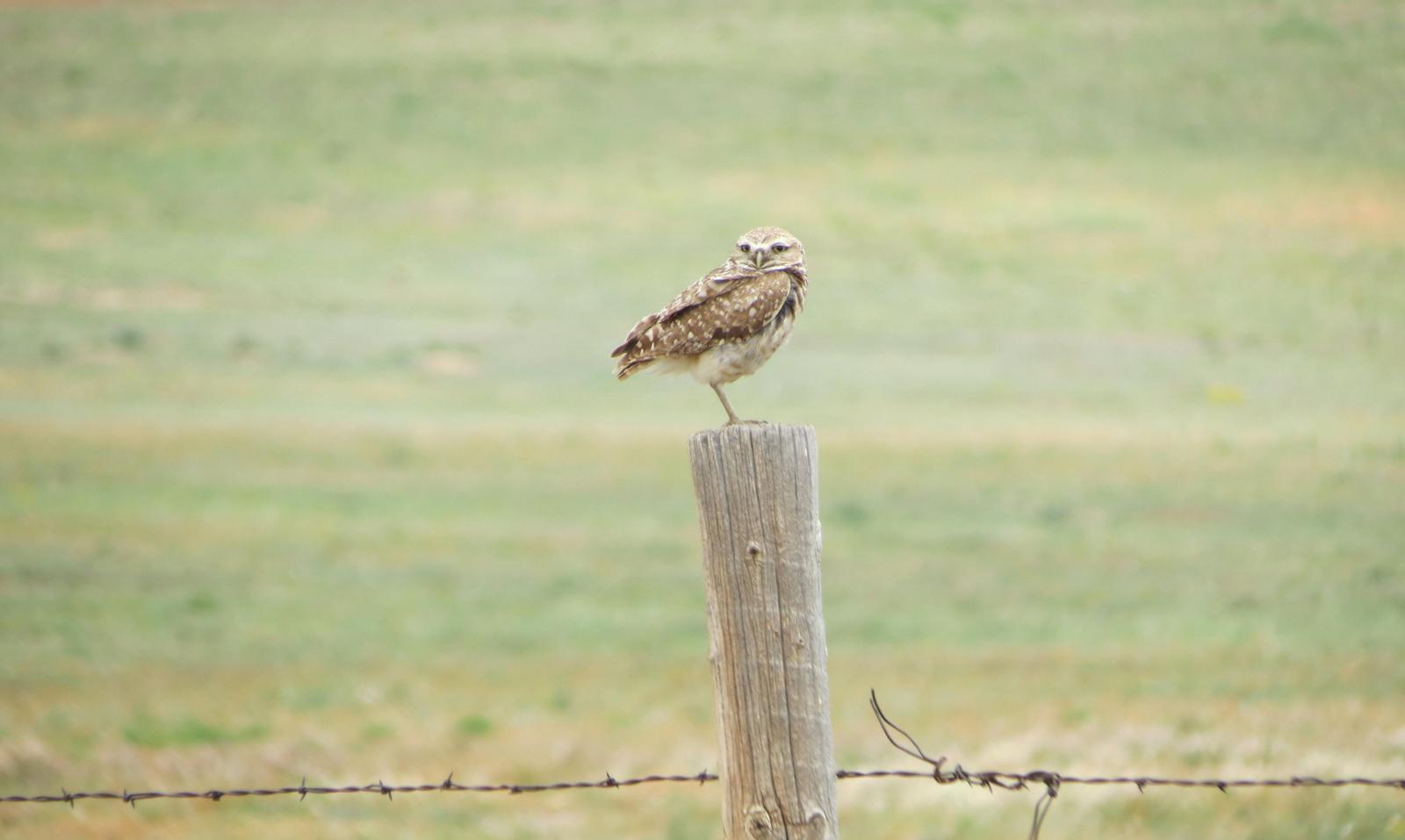 Burrowing Owl Photo by Nolan Keyes