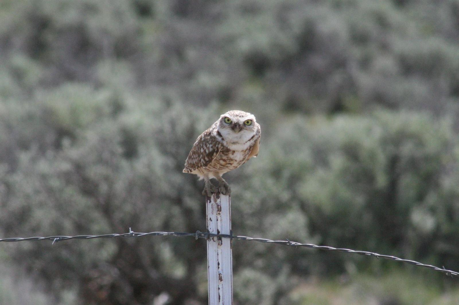 Burrowing Owl Photo by Brian Bizik