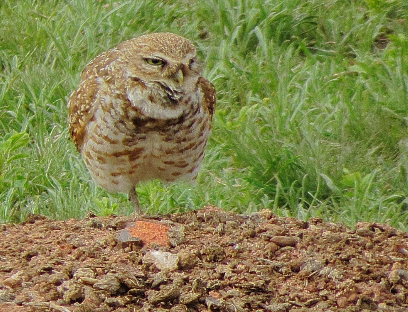 Burrowing Owl (Western) Photo by Kent Jensen
