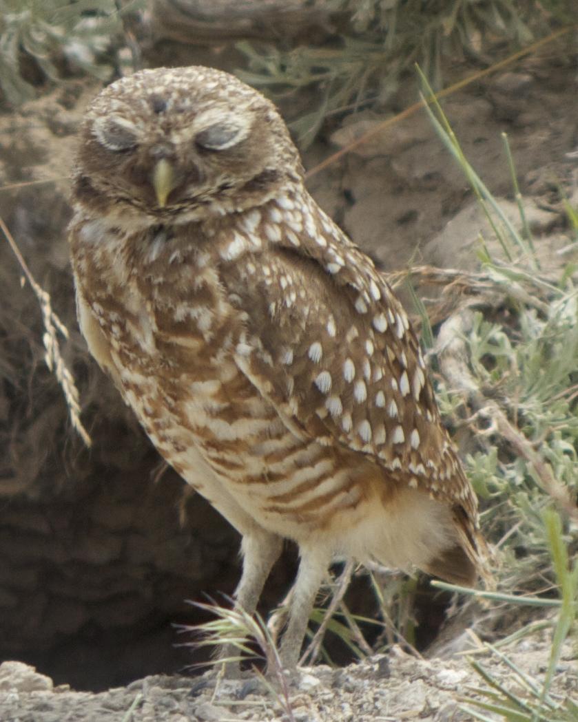 Burrowing Owl (Western) Photo by Mark Baldwin