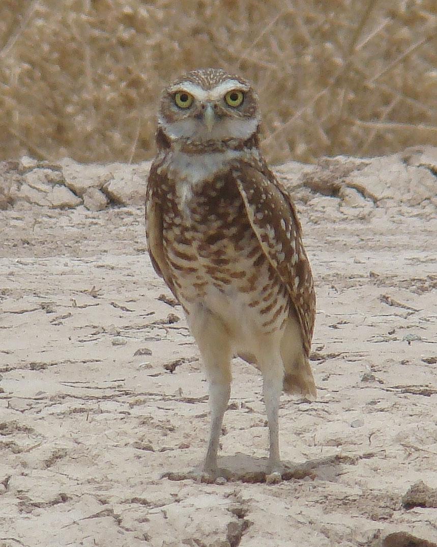 Burrowing Owl (Western) Photo by Mario Pineda