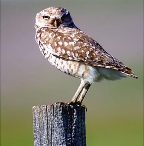 Burrowing Owl (Western) Photo by Dan Tallman