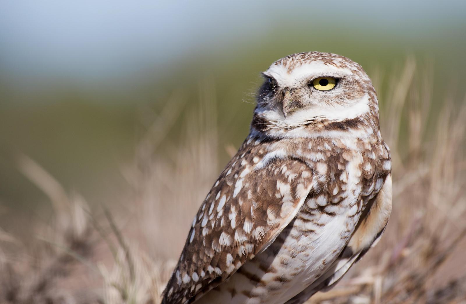 Burrowing Owl (Western) Photo by Dylan Hopkins