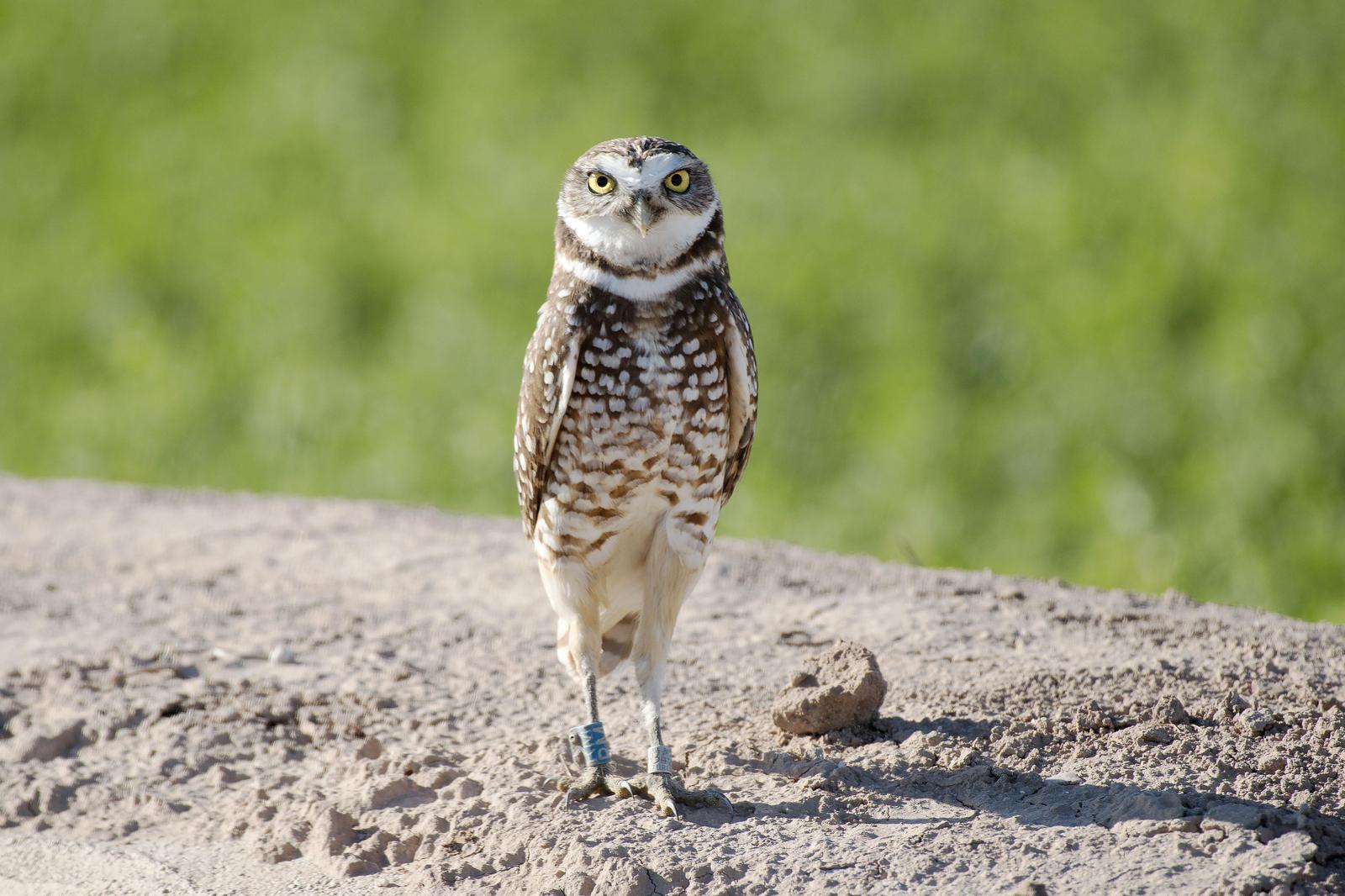 Burrowing Owl (Western) Photo by Dylan Hopkins