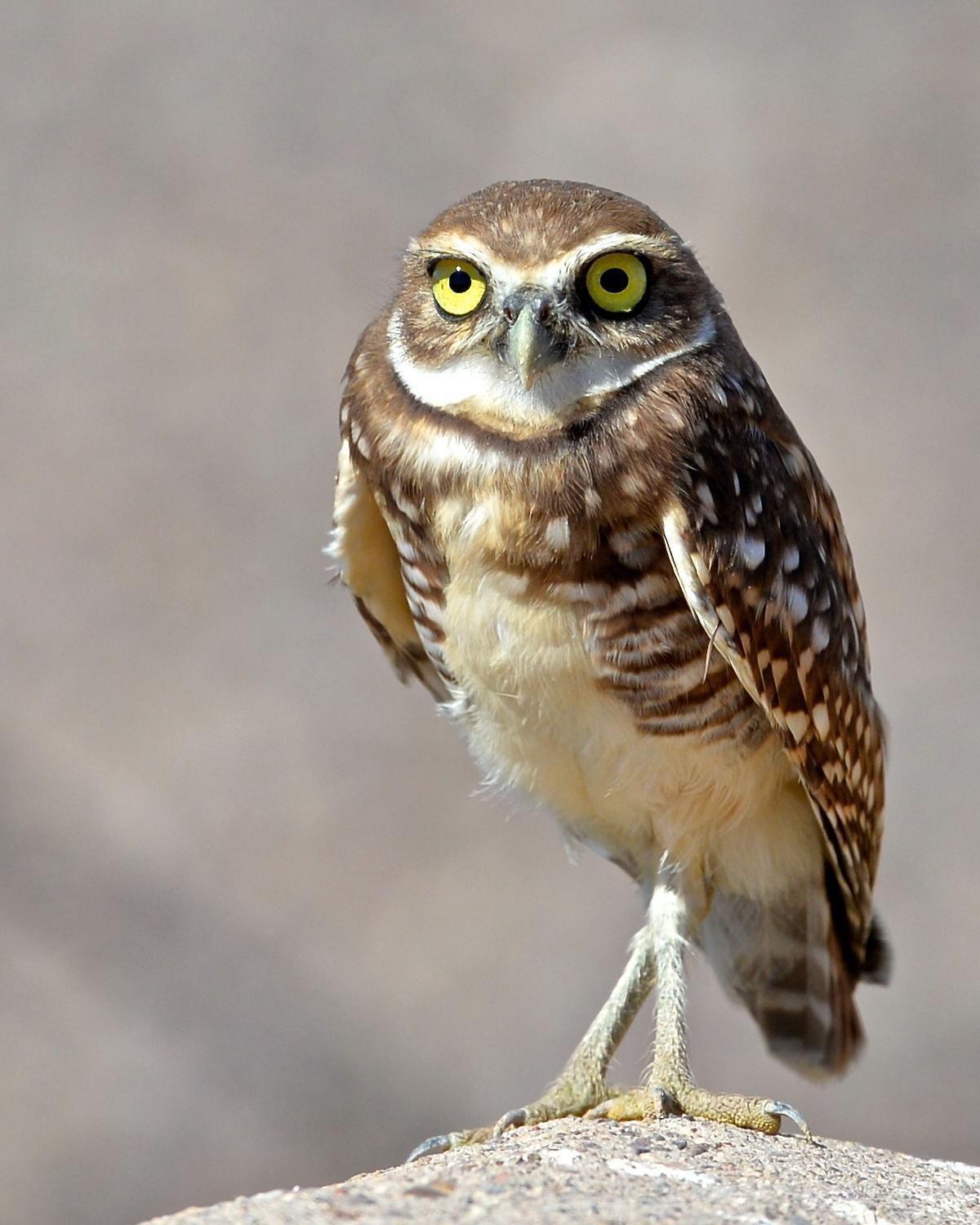Burrowing Owl (Western) Photo by Gerald Friesen