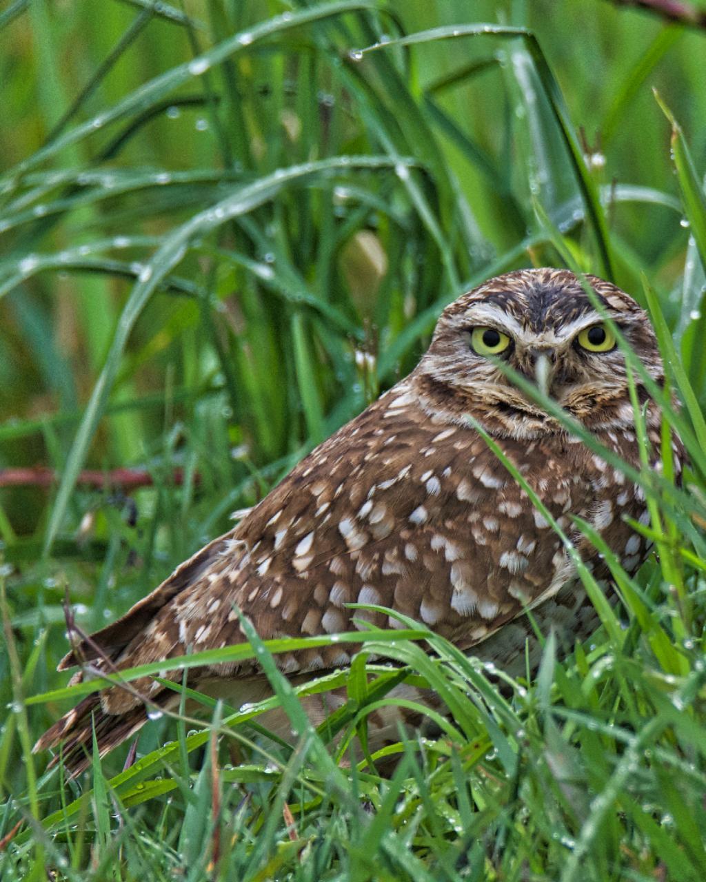 Burrowing Owl (Western) Photo by Brian Avent
