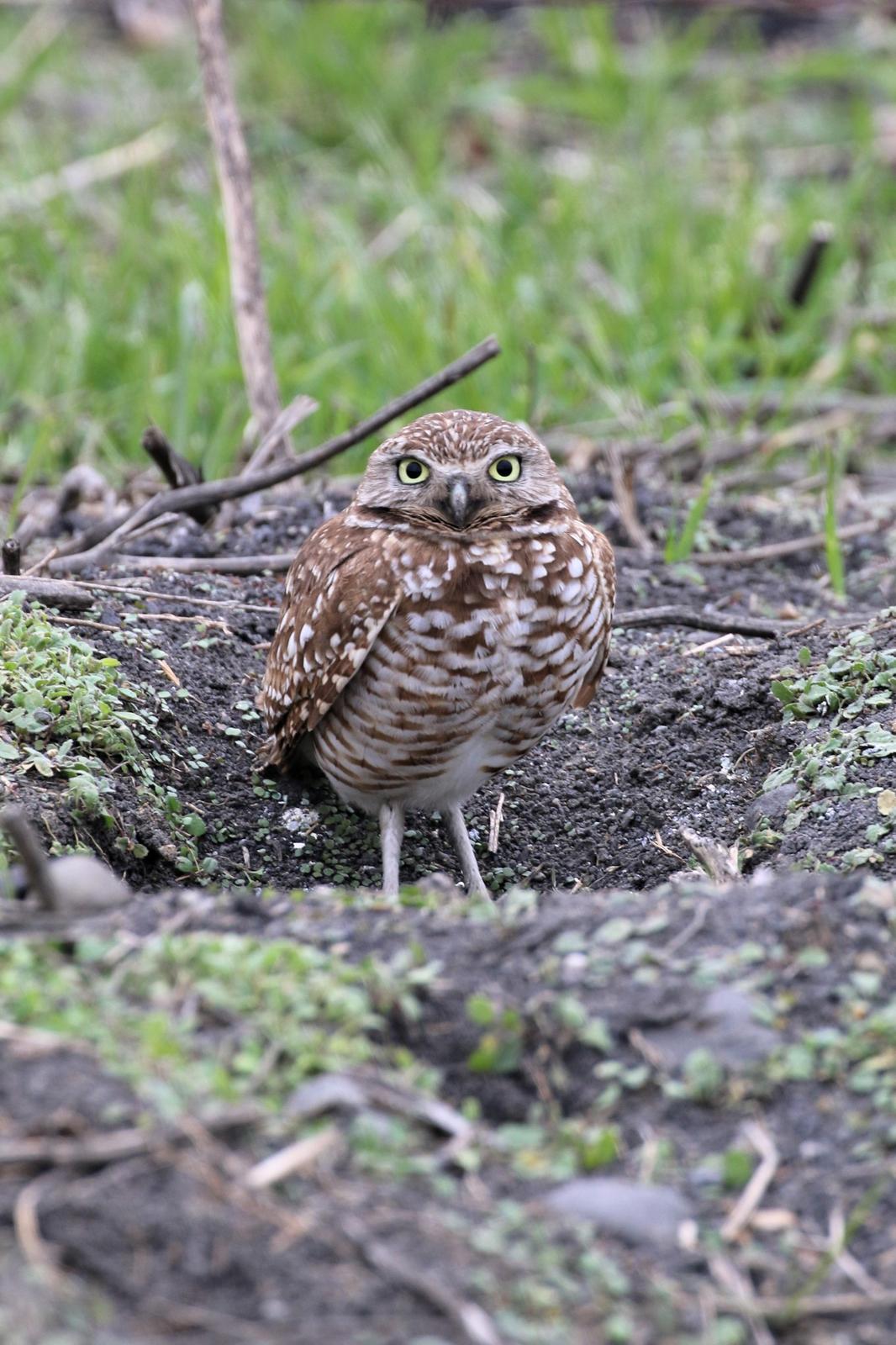 Burrowing Owl (Western) Photo by Richard Jeffers