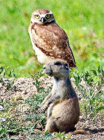 Burrowing Owl (Western) Photo by Dan Tallman