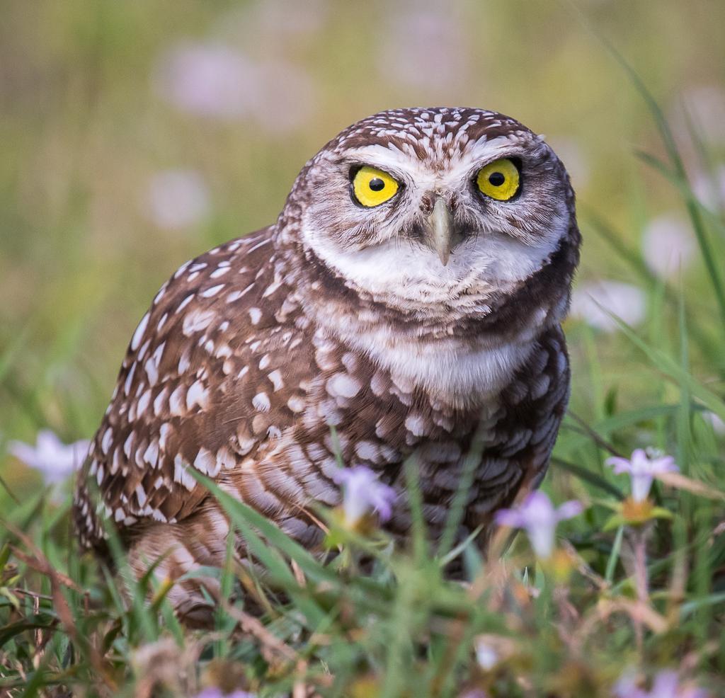 Burrowing Owl (Florida) Photo by Theodore W.  Hatem