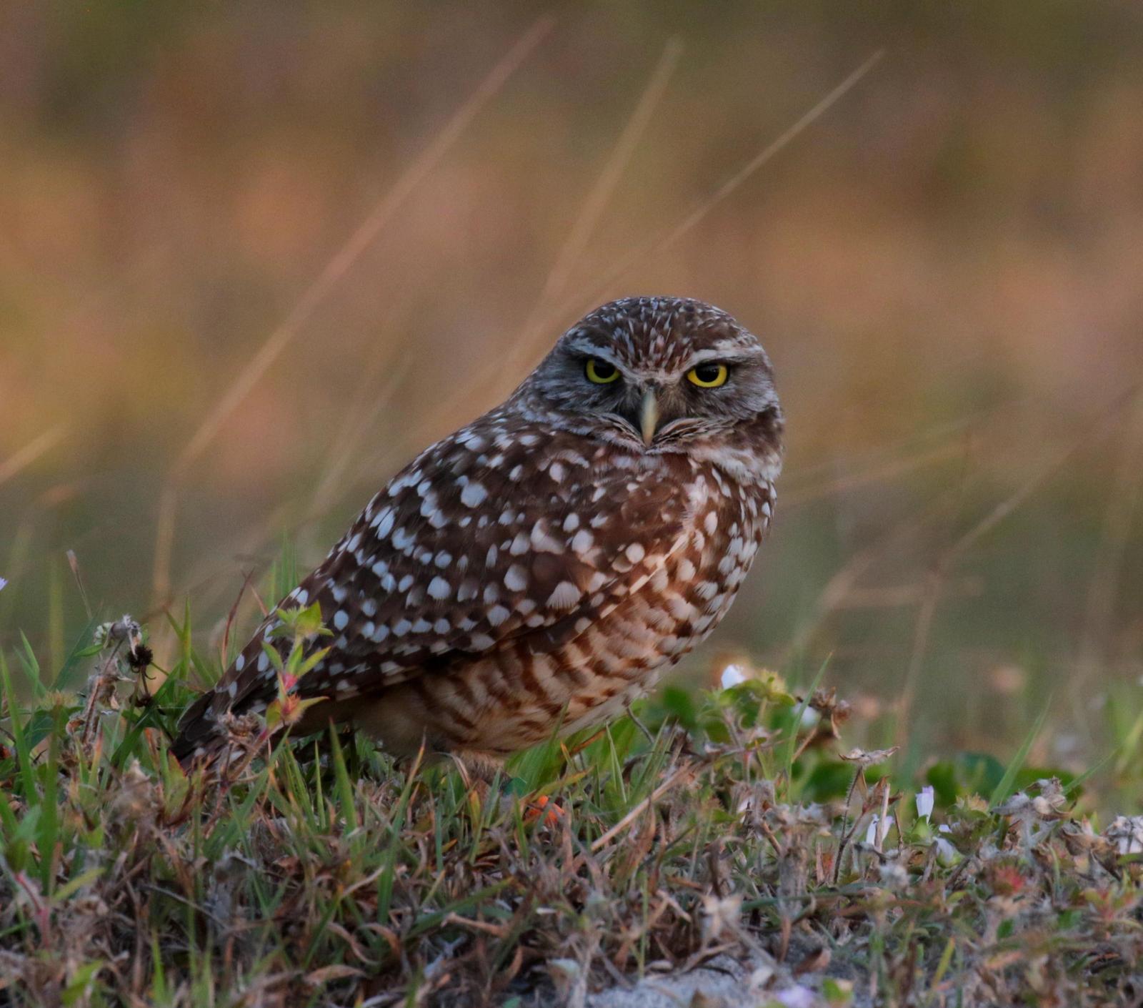 Burrowing Owl (Florida) Photo by Karin Kirchhoff