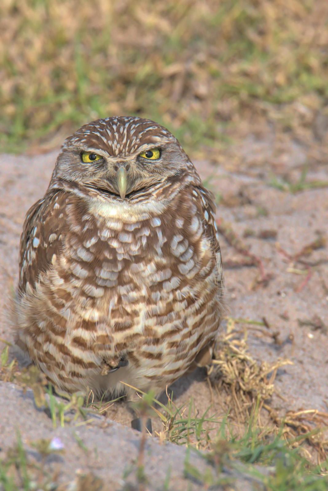 Burrowing Owl (Florida) Photo by Dan Tallman