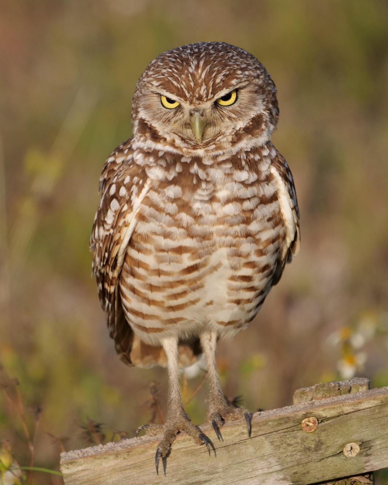 Burrowing Owl (Florida) Photo by Steve Percival