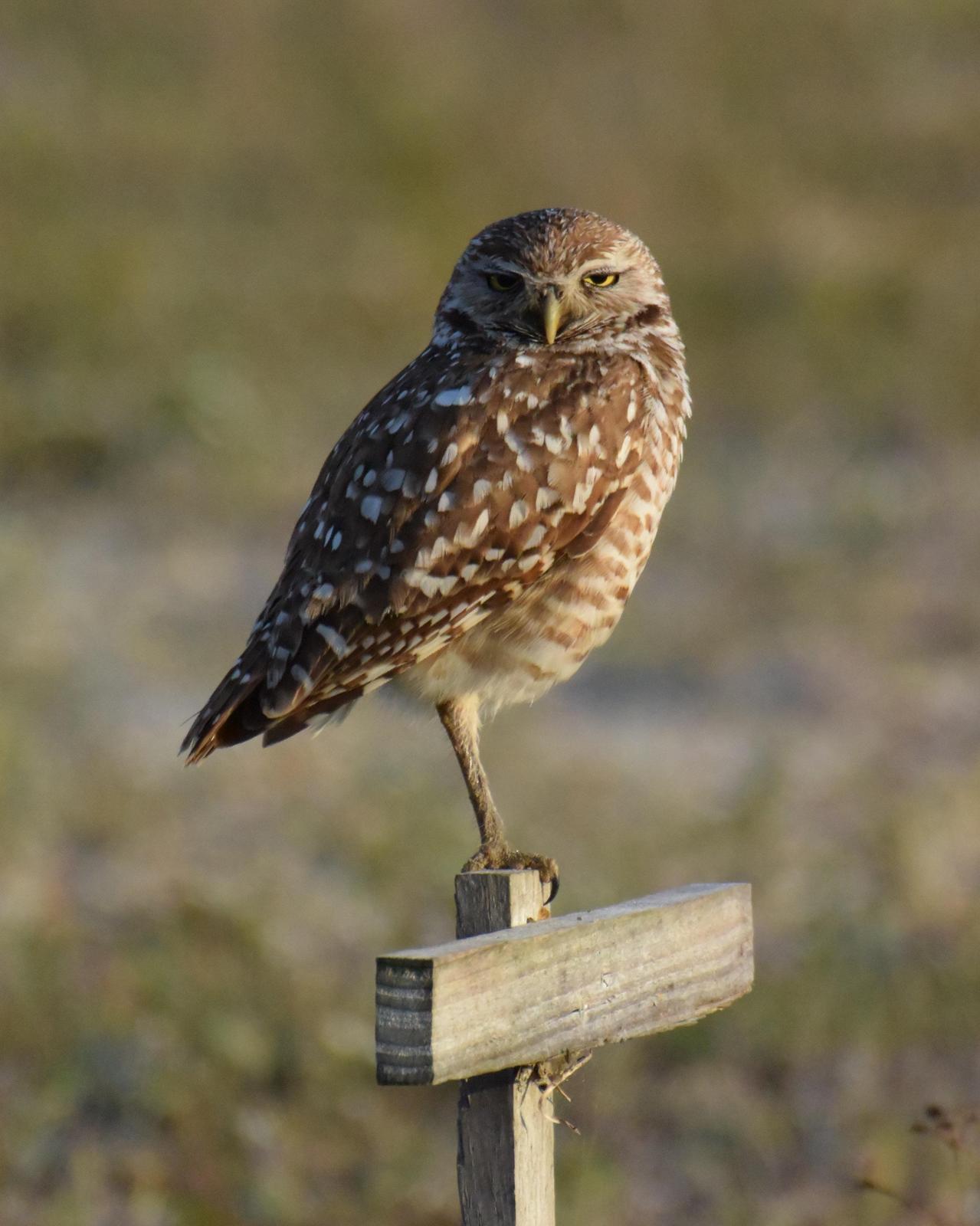 Burrowing Owl (Florida) Photo by Emily Percival