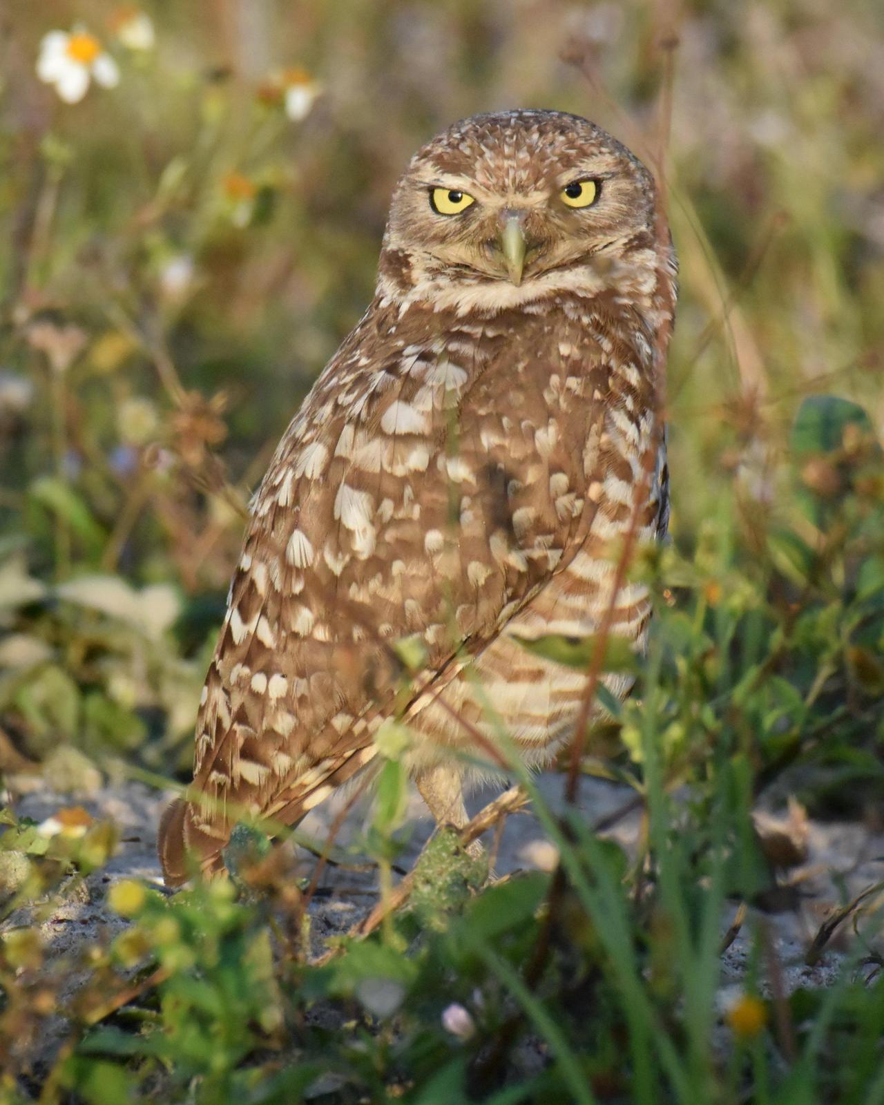 Burrowing Owl (Florida) Photo by Emily Percival